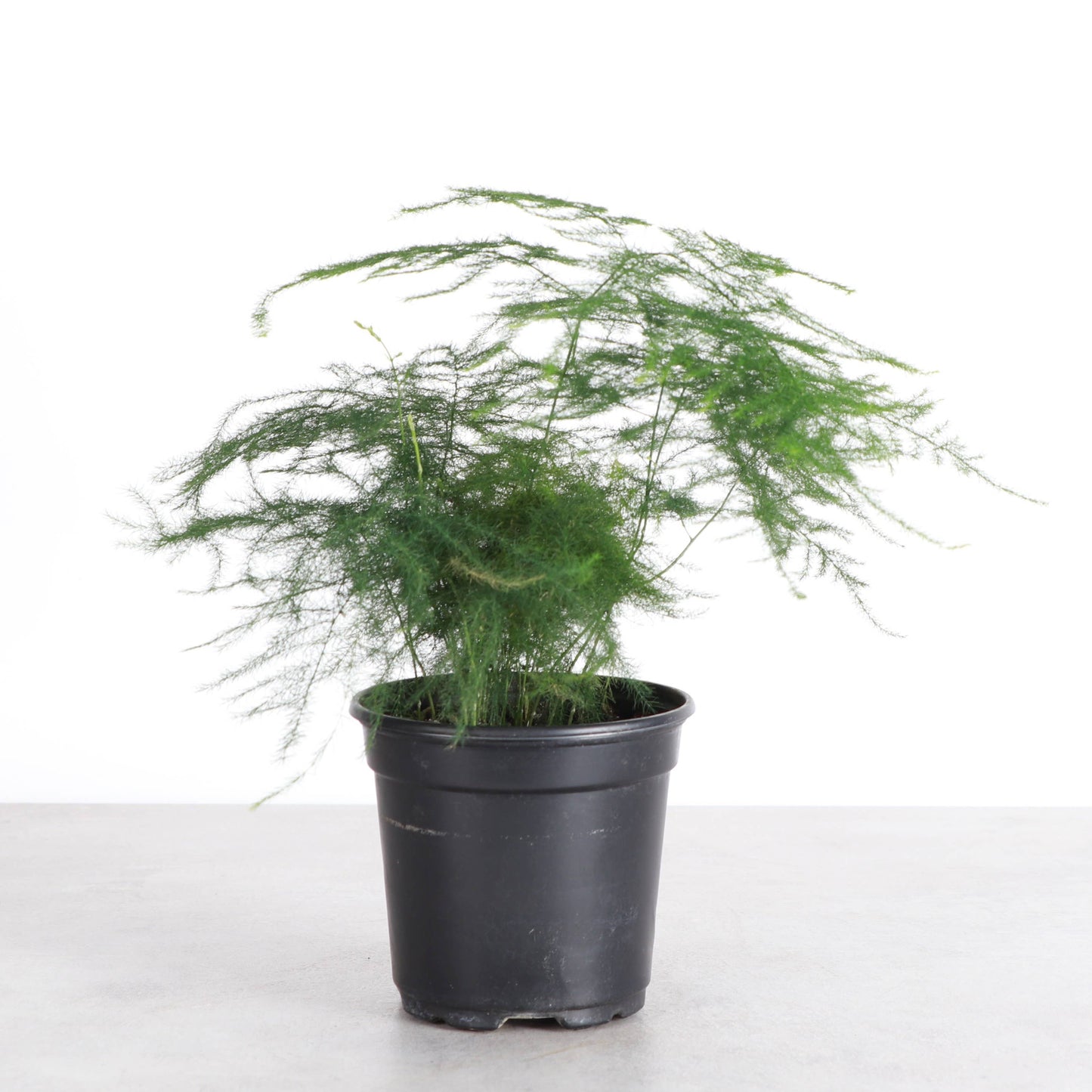 Asparagus Fern Plumosa - 4" Live Plant