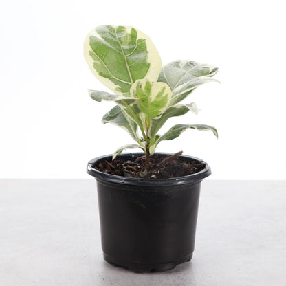 Variegated Fiddle Leaf Fig - 4" Live Plant - RARE