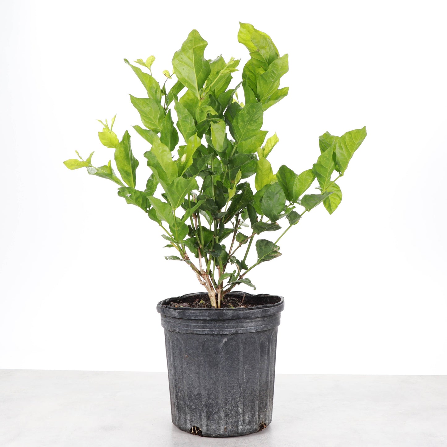 Flowering Jasmine Sambac - 6" Live Plant