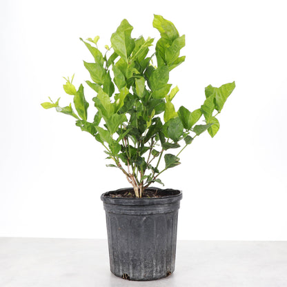 Flowering Jasmine Sambac - 6" Live Plant