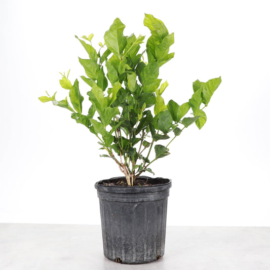 Flowering Jasmine Sambac - 6" Live Plant