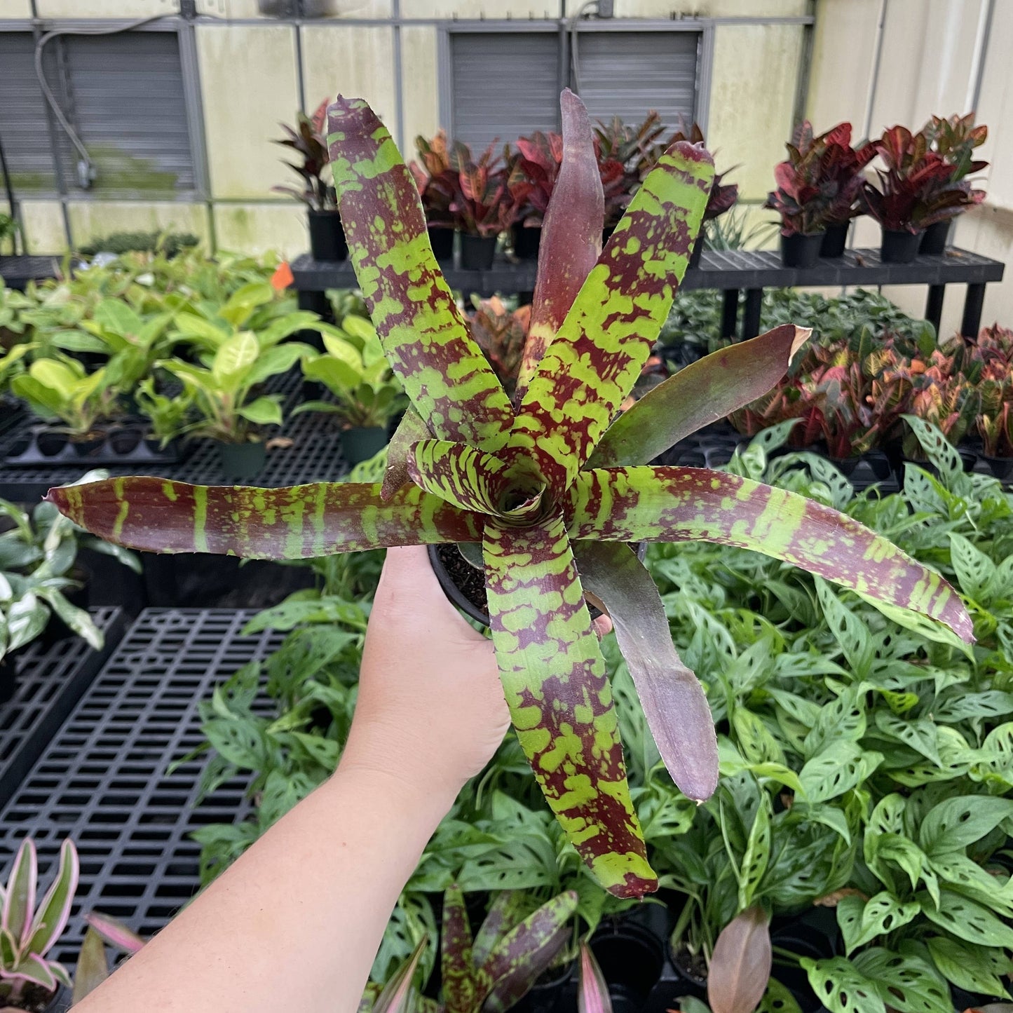 Bromeliad Neoregelia 'Neos' - Live Plant - Assorted