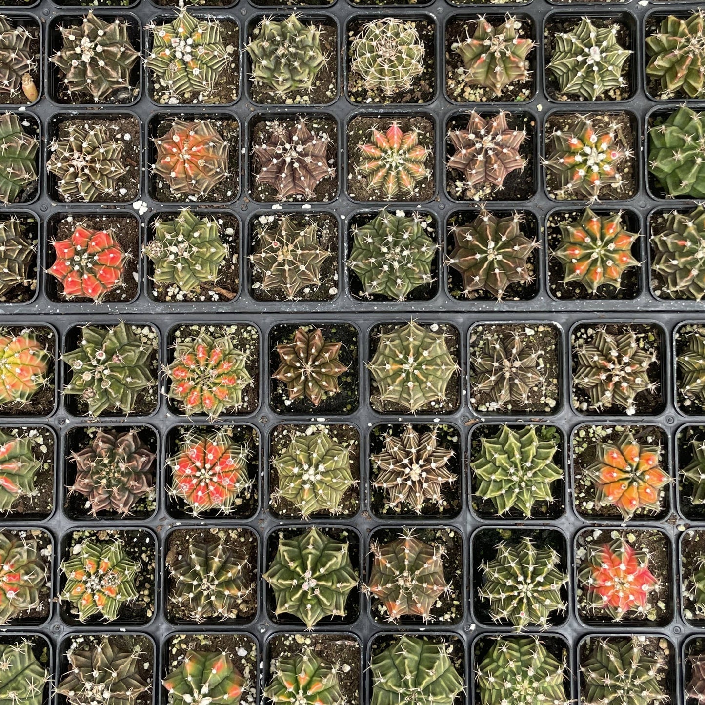 Moon Cactus - Assorted Color - 2" Live Plant