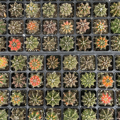 Moon Cactus - Assorted Color - 2" Live Plant