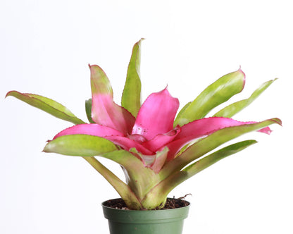 Bromeliad Neoregelia 'Neos' - Live Plant - Assorted
