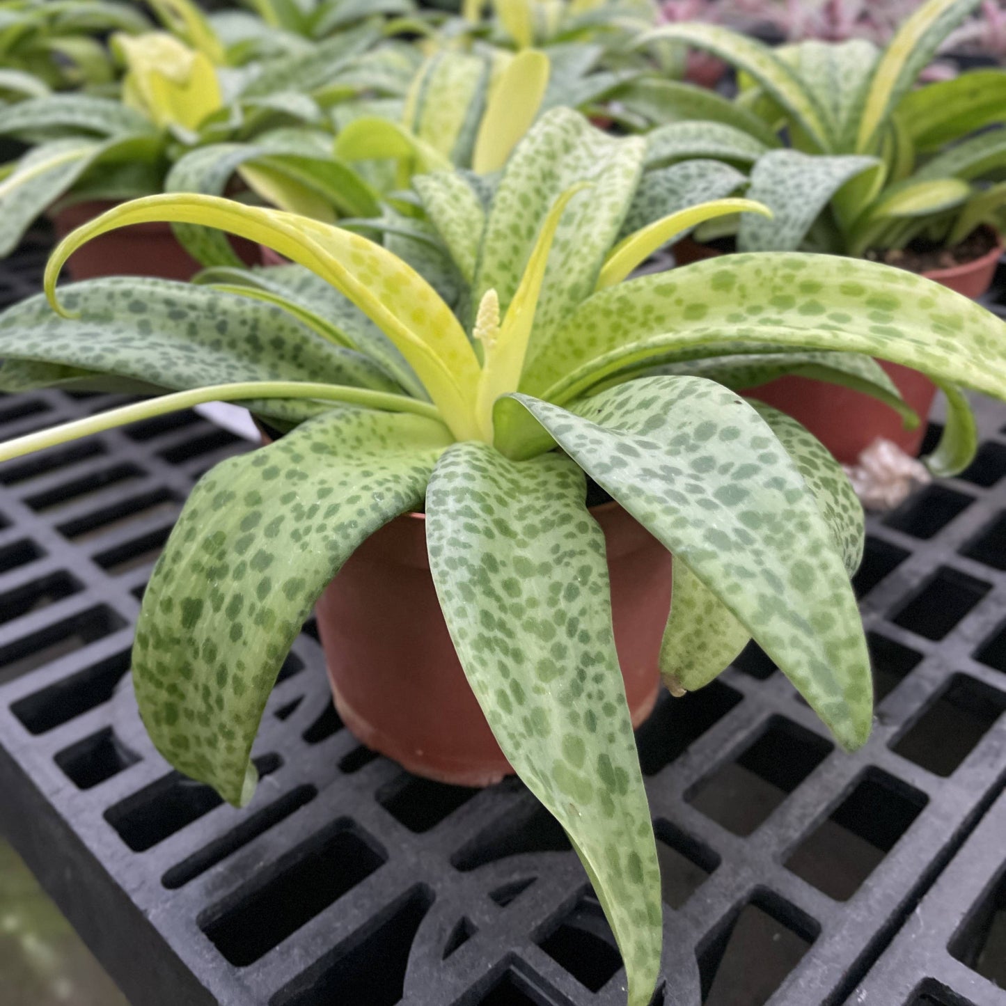 Variegated Resnova Humifusa - 6" Live Plant