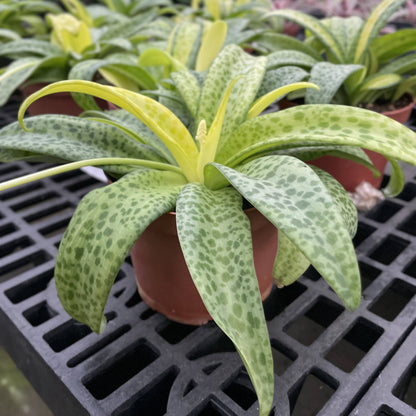 Variegated Resnova Humifusa - 6" Live Plant