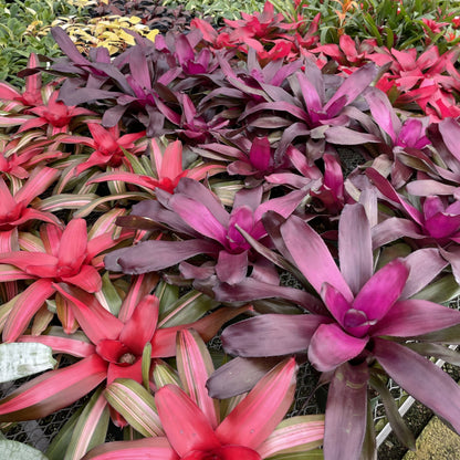 Bromeliad Neoregelia 'Neos' - Live Plant - Assorted