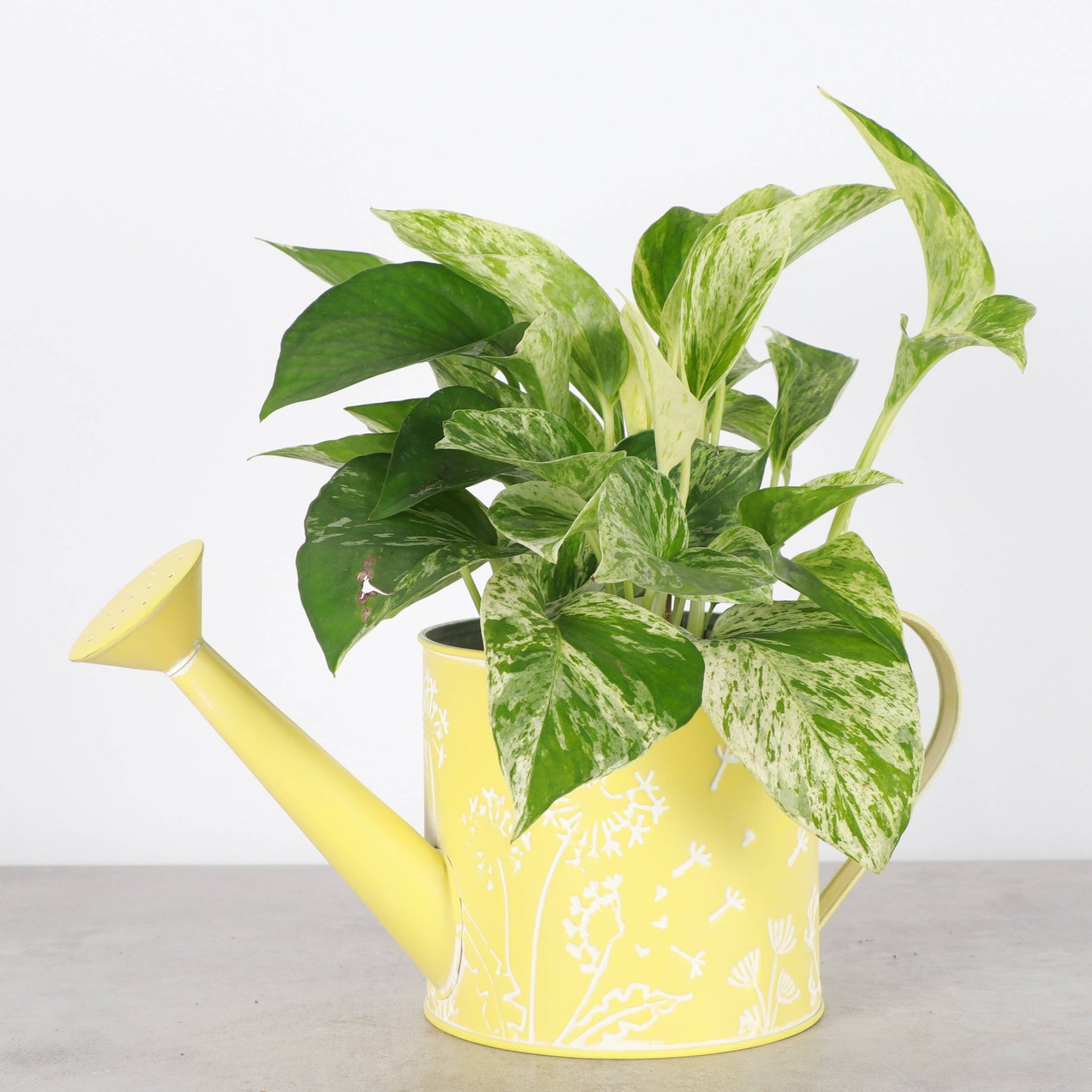 Dandelion Design Metal Pot For Houseplants - 4" Size