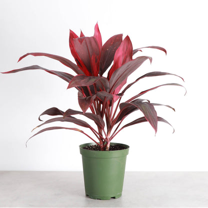 Cordyline 'Red Sister' - Hawaiian Ti Plant 6" Live Plant