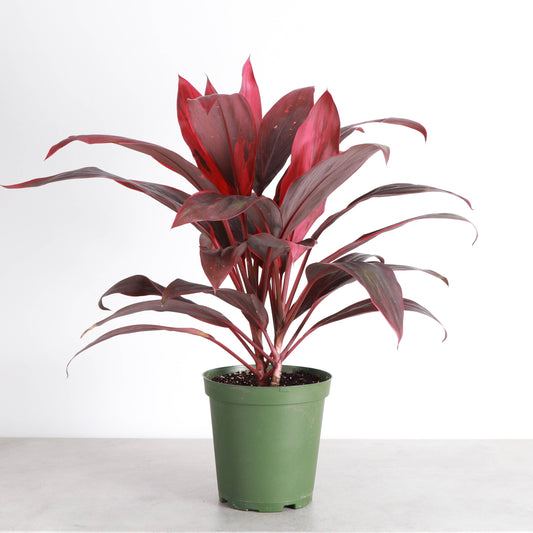 Cordyline 'Red Sister' - Hawaiian Ti Plant 6" Live Plant