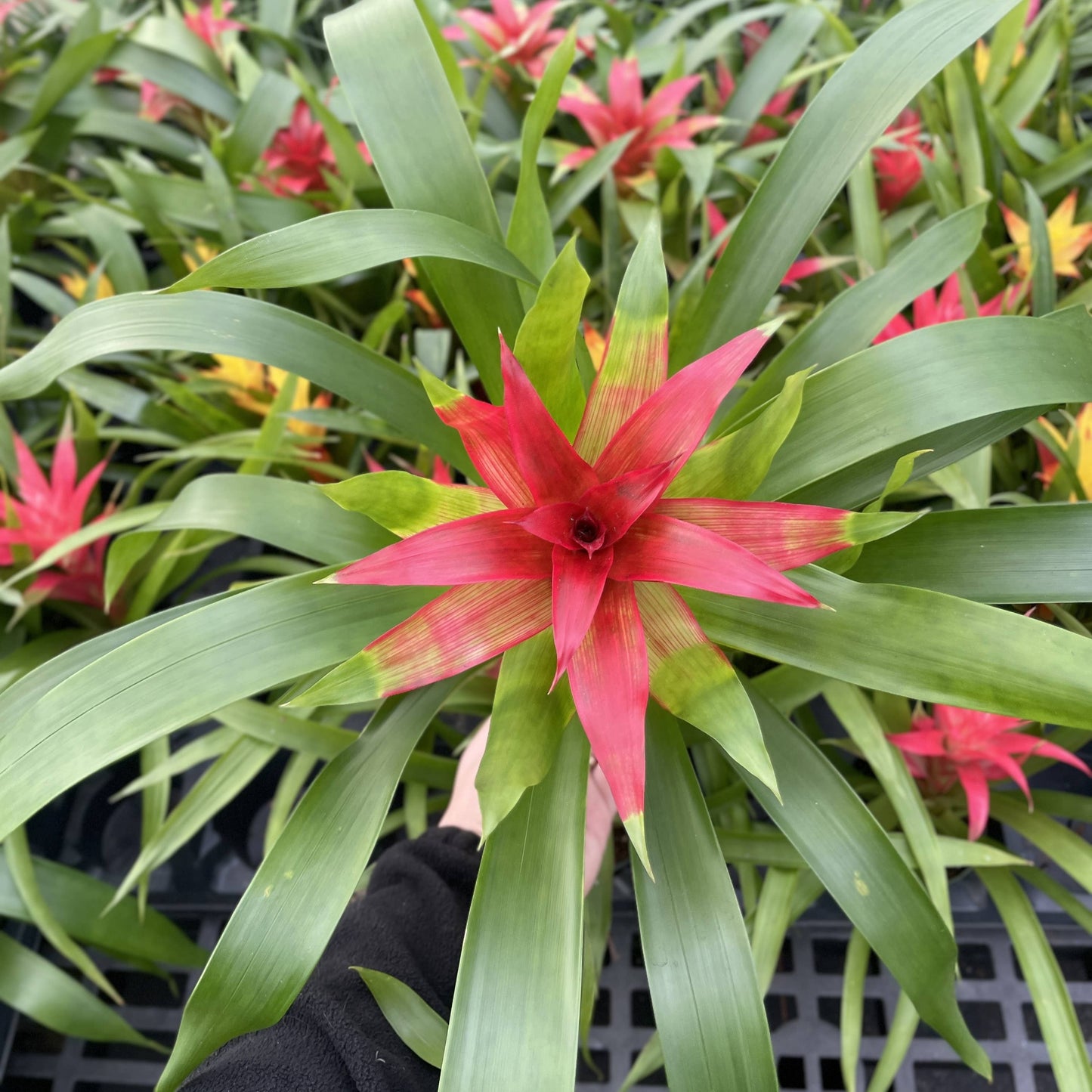 Bromeliad Guzmania- 4" Live Plant - Assorted