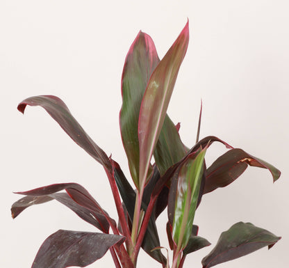 Cordyline 'Red Sister' - Hawaiian Ti Plant 6" Live Plant