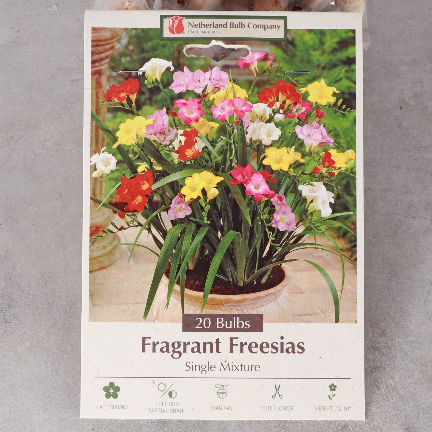 Freesia Flower Bulbs - Perennial
