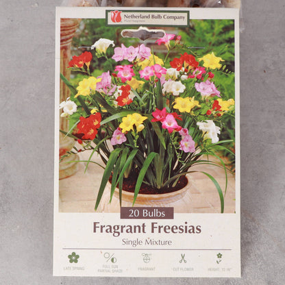 Freesia Flower Bulbs - Perennial