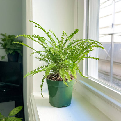 Lemon Button Fern - Live Plant