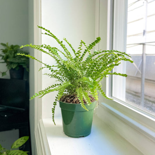 Lemon Button Fern - Live Plant