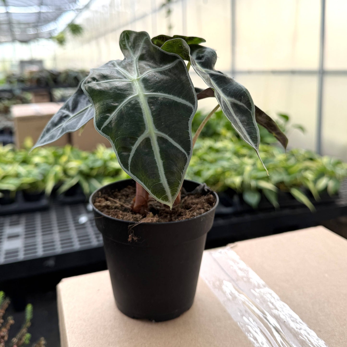 Alocasia Polly - 4" Live Plant