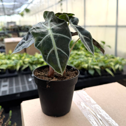 Alocasia Polly - 4" Live Plant