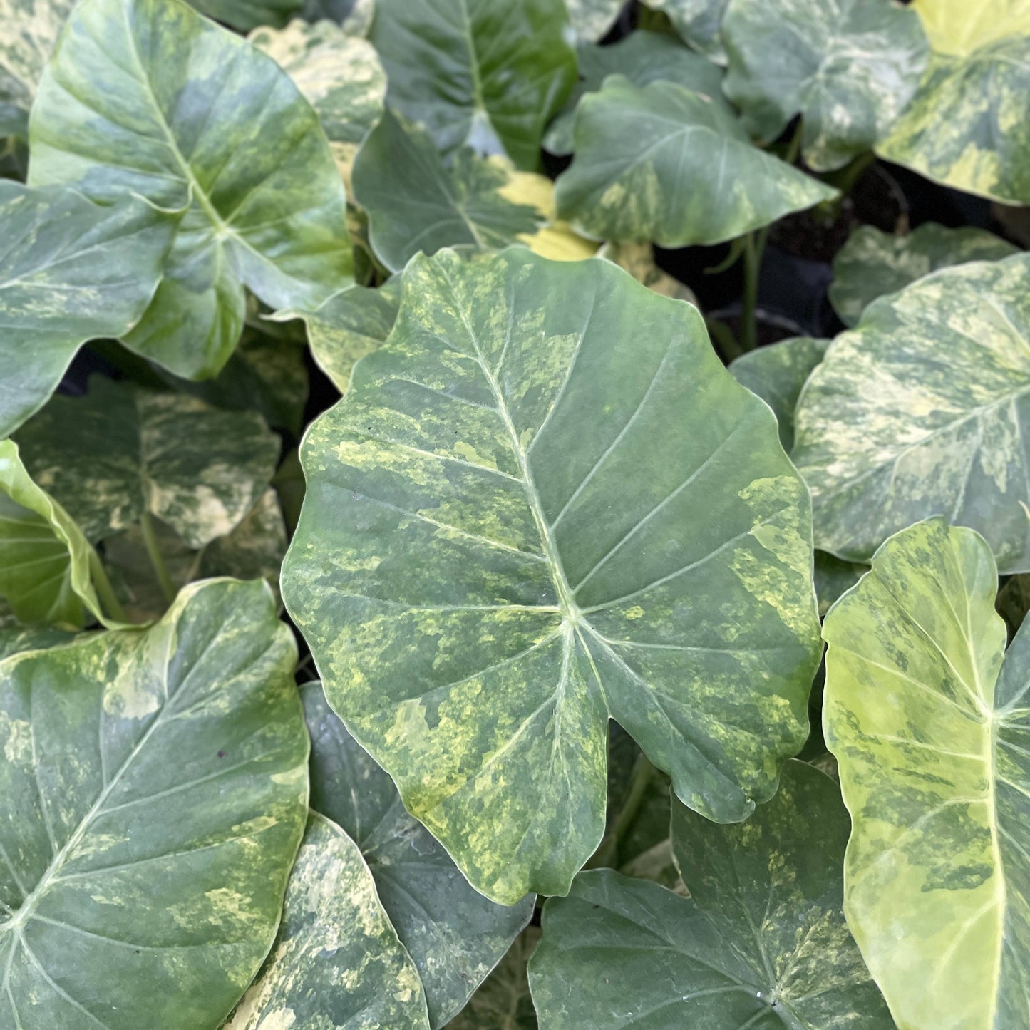 Alocasia Gageana Aurea - 4" Live Plant - RARE