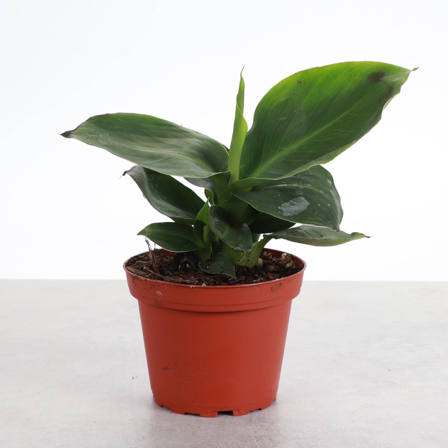 Truly Tiny Banana - Patio Fruit - 4" Live Plant