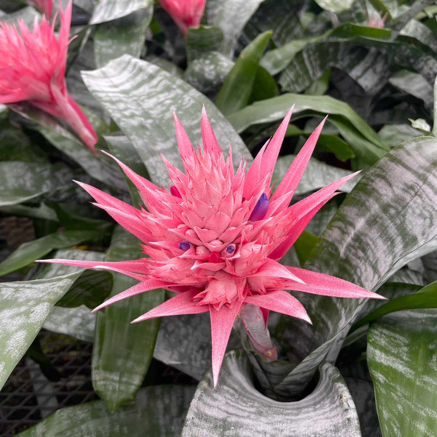 Bromeliad Fasciata - 6" Live Plant