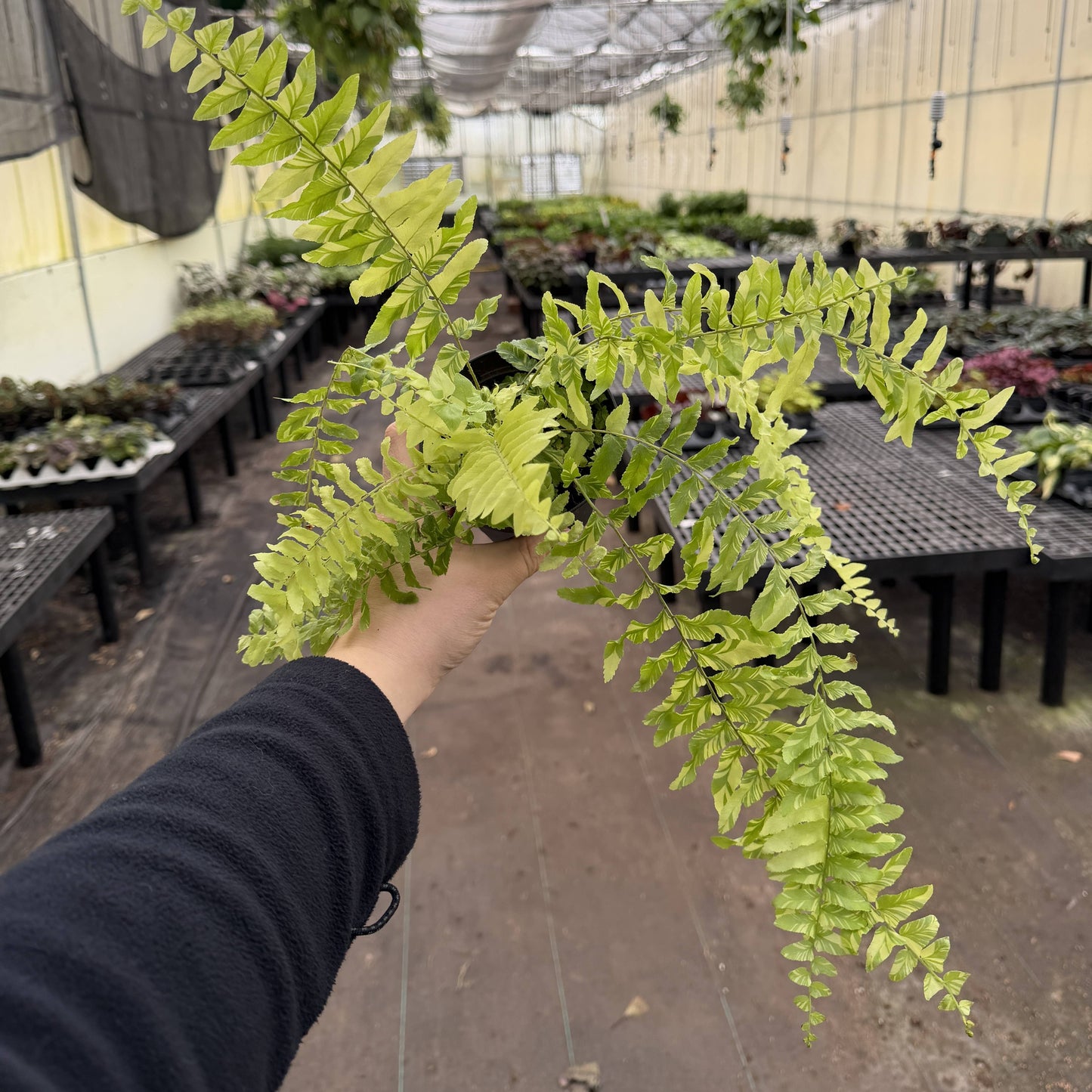 Tigerstripe Boston Fern - 4" Live Plant