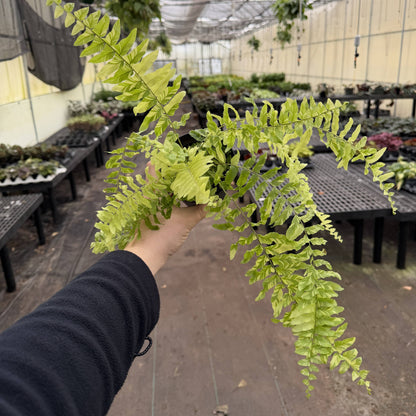 Tigerstripe Boston Fern - 4" Live Plant