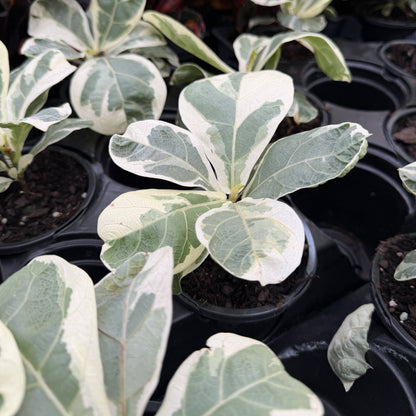 Variegated Fiddle Leaf Fig - 4" Live Plant - RARE