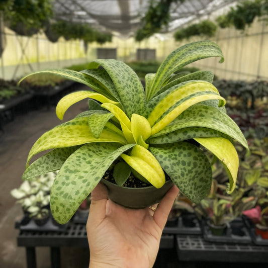 Variegated Resnova Humifusa - 6" Live Plant