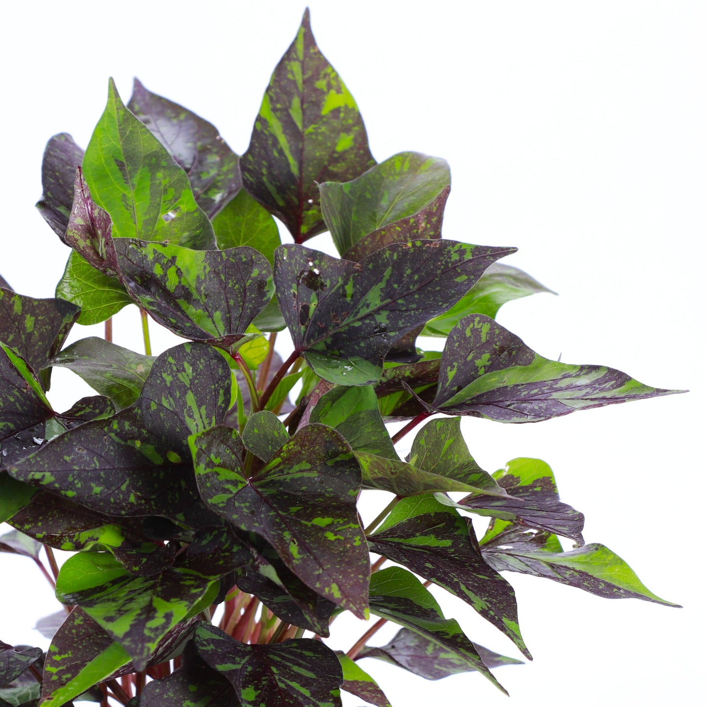 Shadowstorm Sweet Potato Vine - Proven Winners - 4" Pot