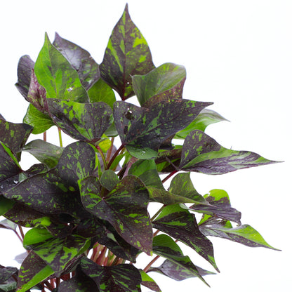 Shadowstorm Sweet Potato Vine - Proven Winners - 4" Pot